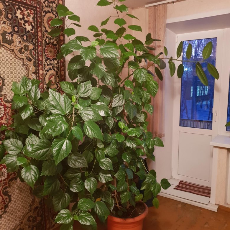 Где В Волгограде Можно Купить Комнатные Растения
