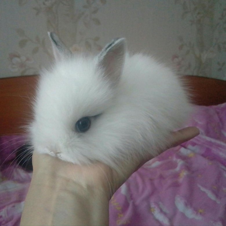 Где Купить Кролика В Красноярске