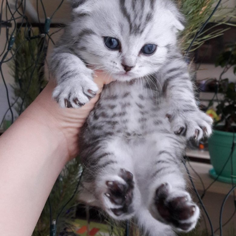 Сколько Стоят Котята В Магазине