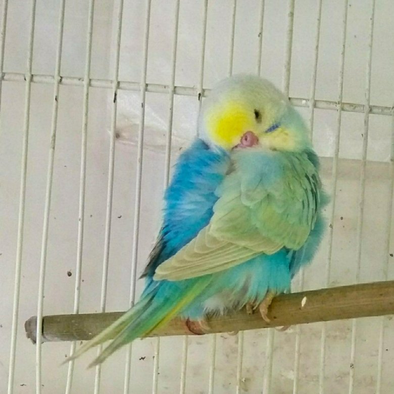 Радужный волнистый попугай красивые фото и картинки