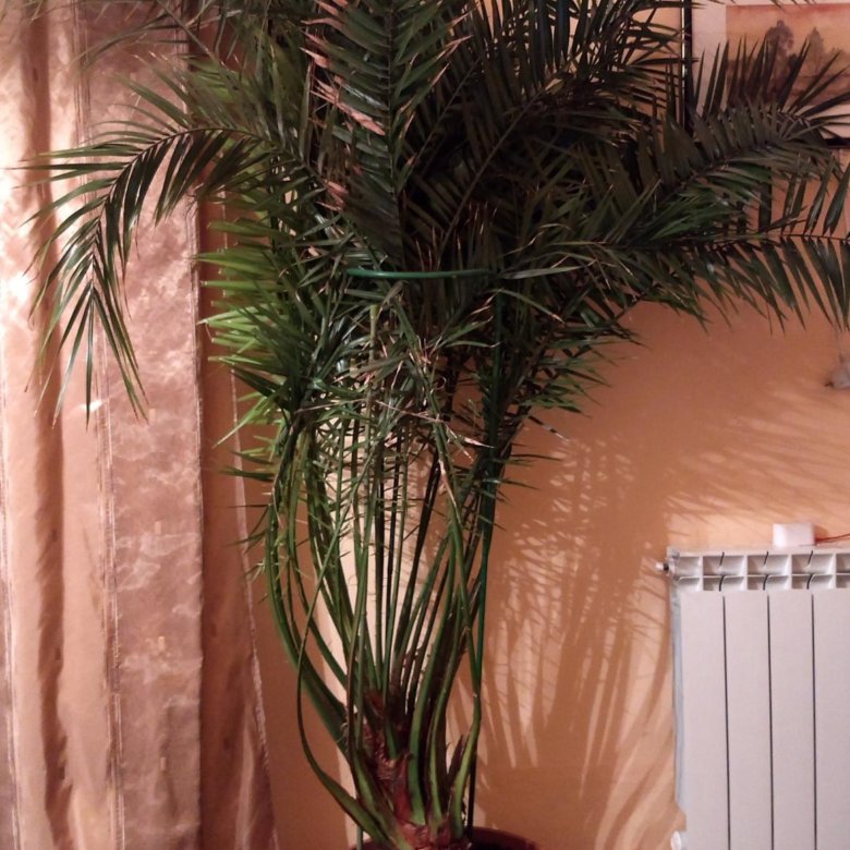 Где Купить Пальму В Новосибирск
