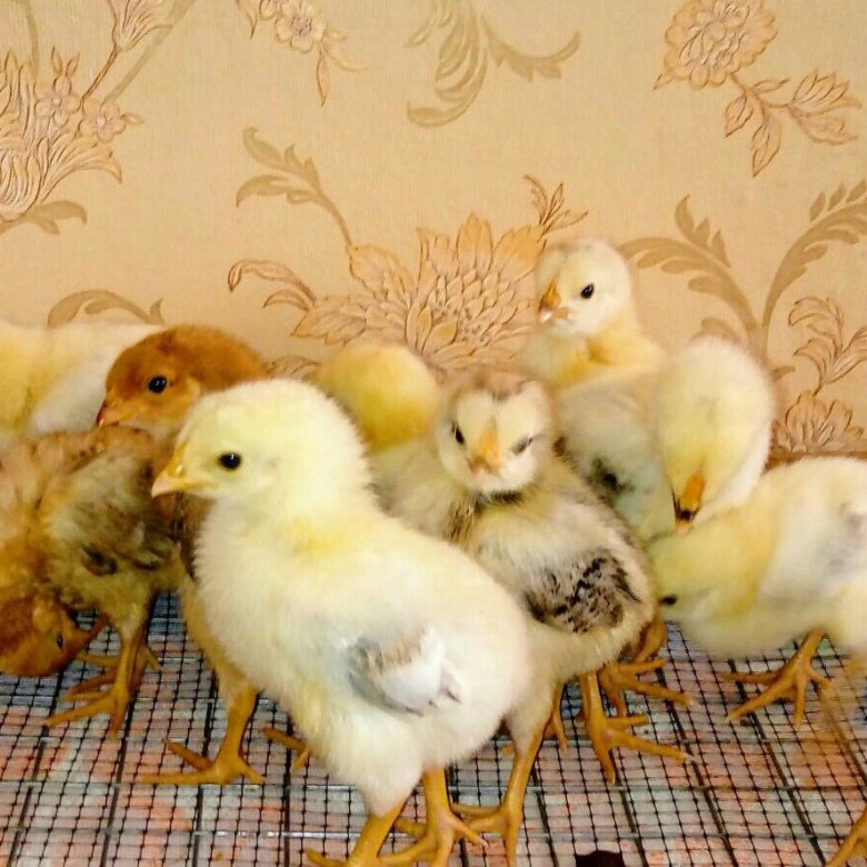 Новосибирск Где Купить Цыплят