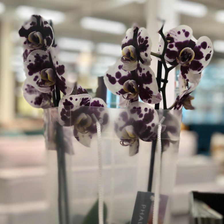 Где Купить Орхидею В Самаре