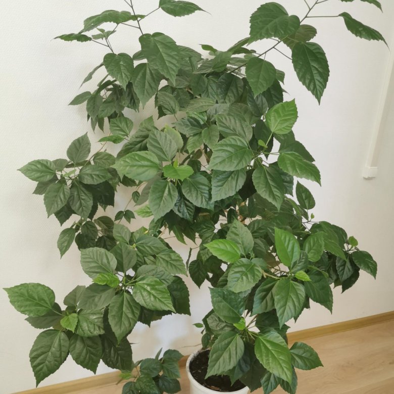 Розан Фото Комнатный – Telegraph