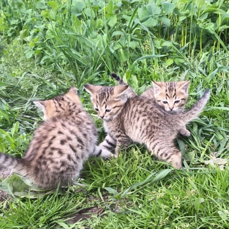 Где Купить Кота В Новосибирске