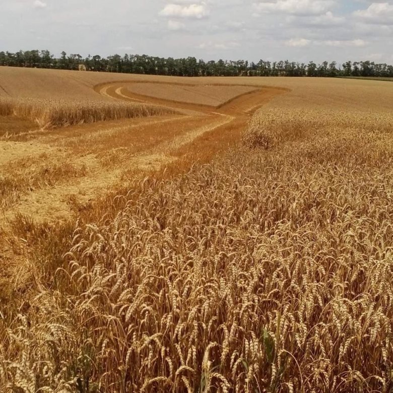 Где Можно Купить Пшеницу В Сасовском Районе