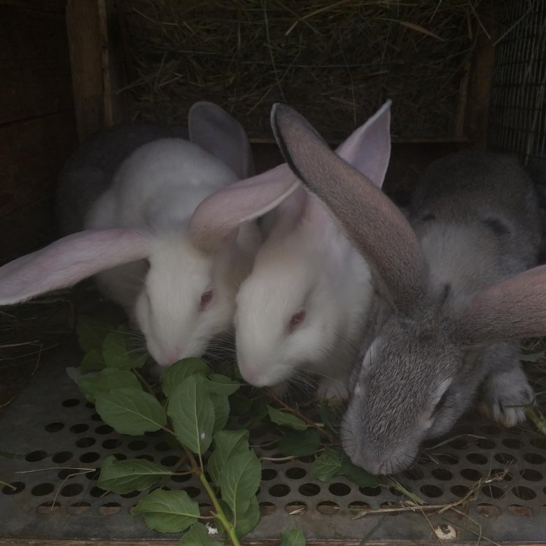Где Купить Кроликов В Нижнем Новгороде