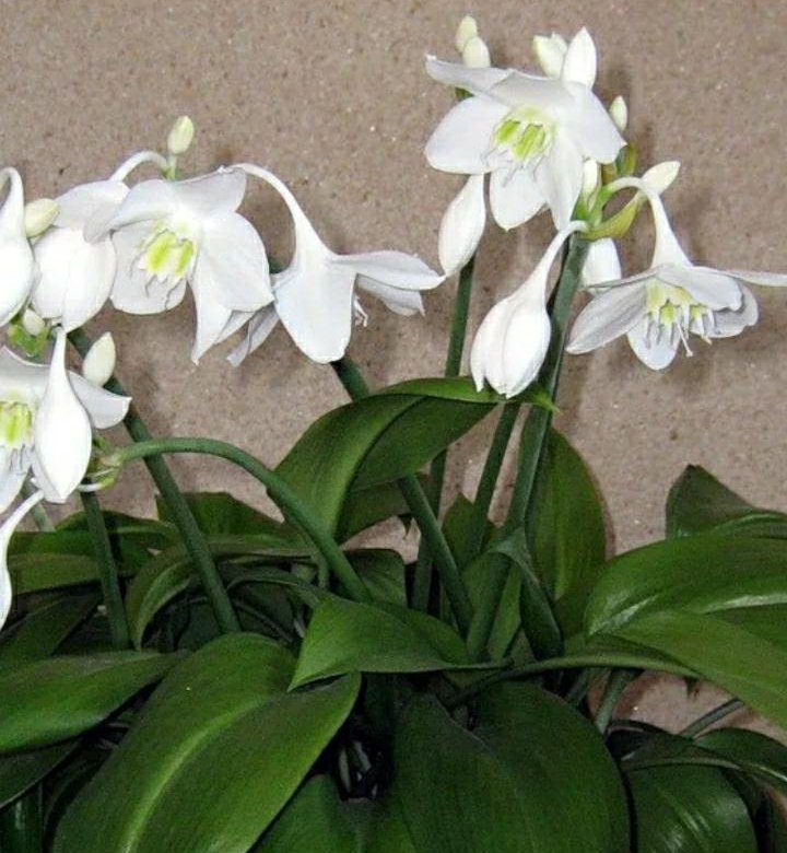 Домашний цветок с белыми цветами и большими листьями название фото