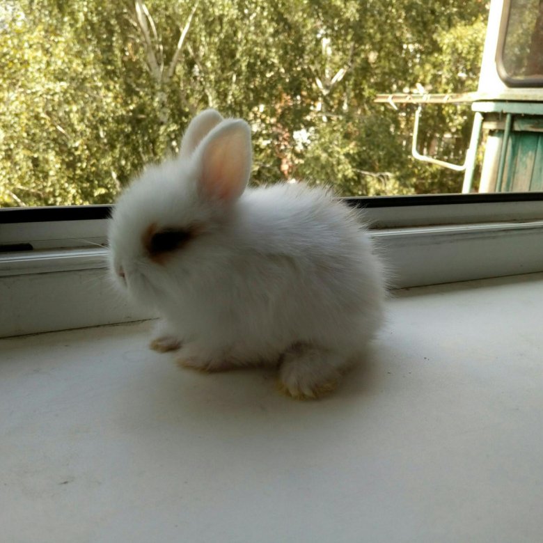 Где Можно Купить Кролик Живой