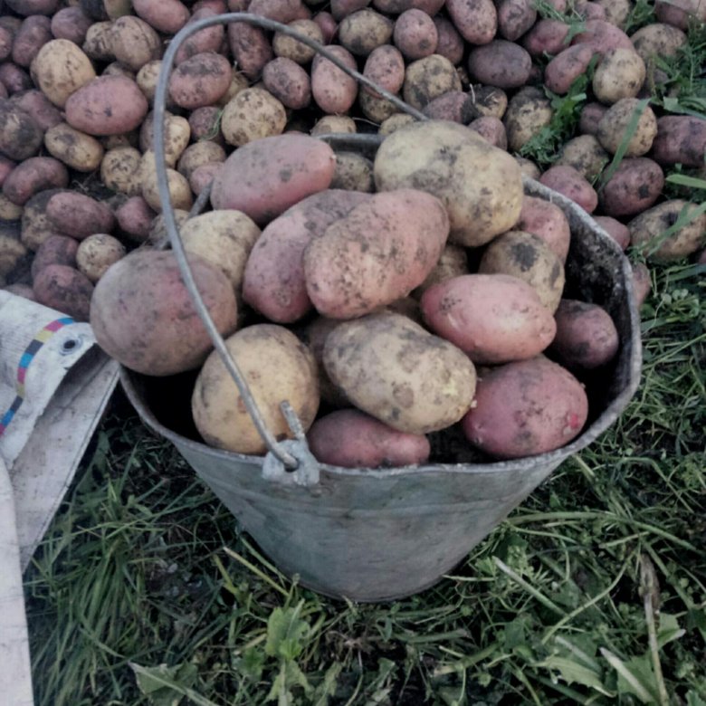 Где Купить Картофель В Калининградской Области