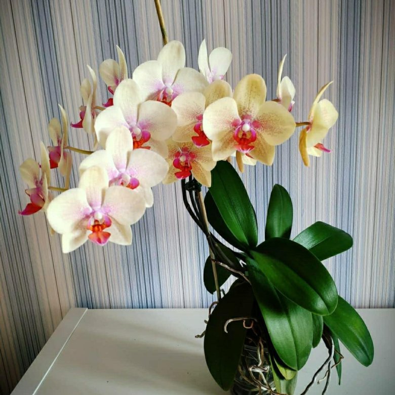 Где Купить Орхидею В Екатеринбурге