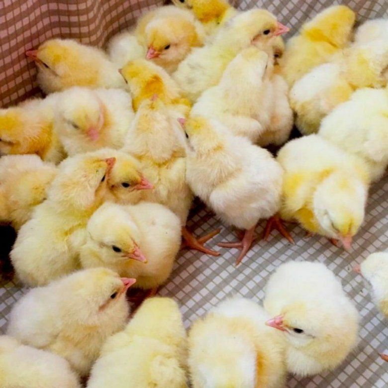 Где Купить Цыплят В Новосибирске