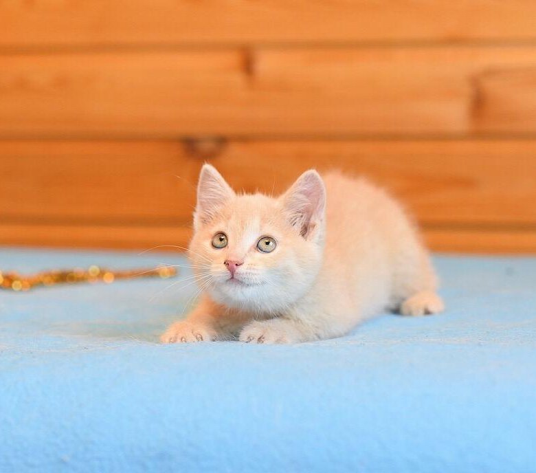 Caramel Kitten Pics Telegraph 4122