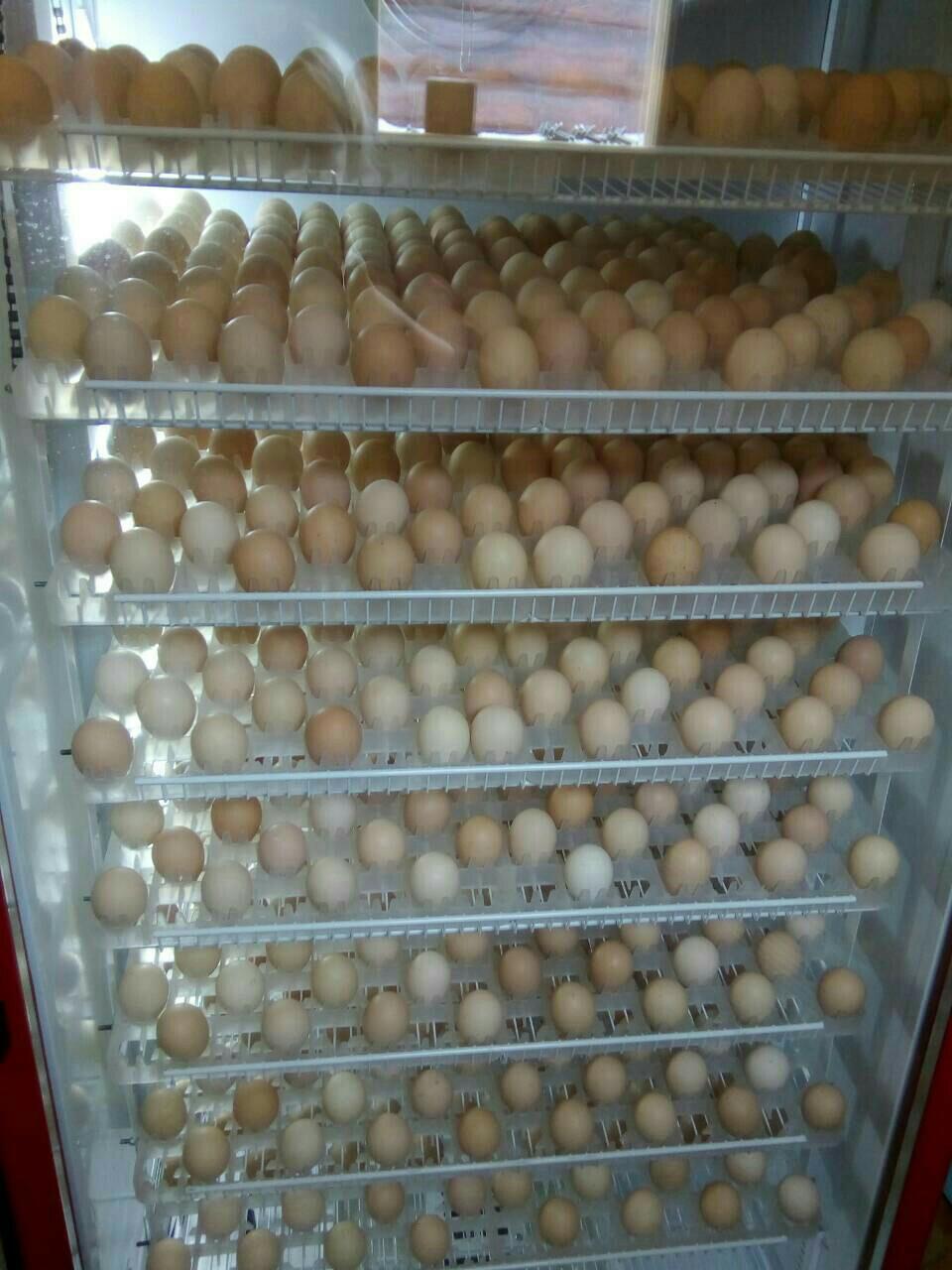 Где Можно Купить Бройлеры Яйца
