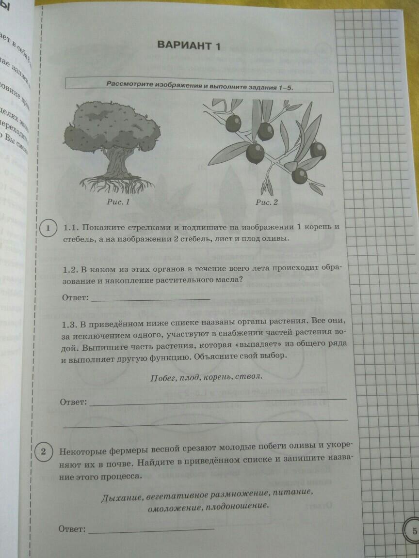 Впр биология 5 класс образец