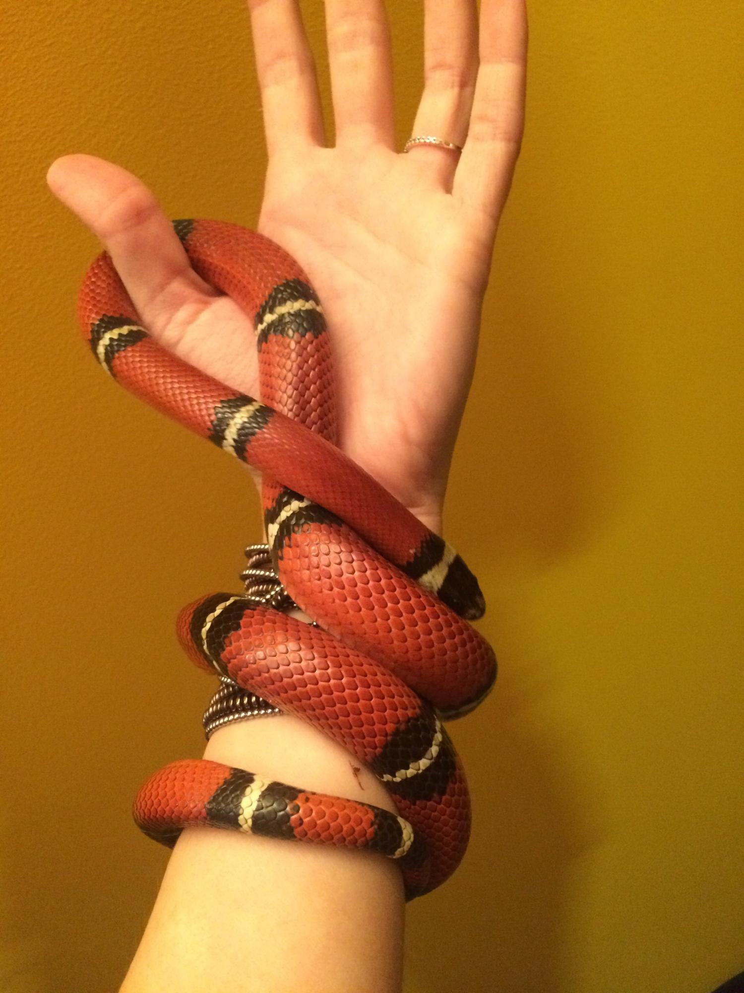 гуччи змея на руке обычное фото