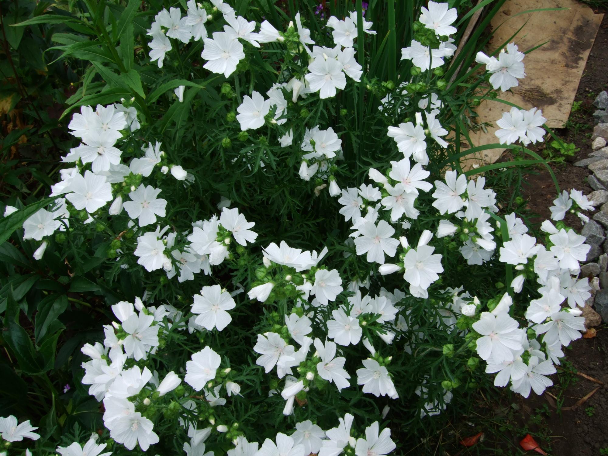 Белый многолетний цветок садовый название хатьма фото
