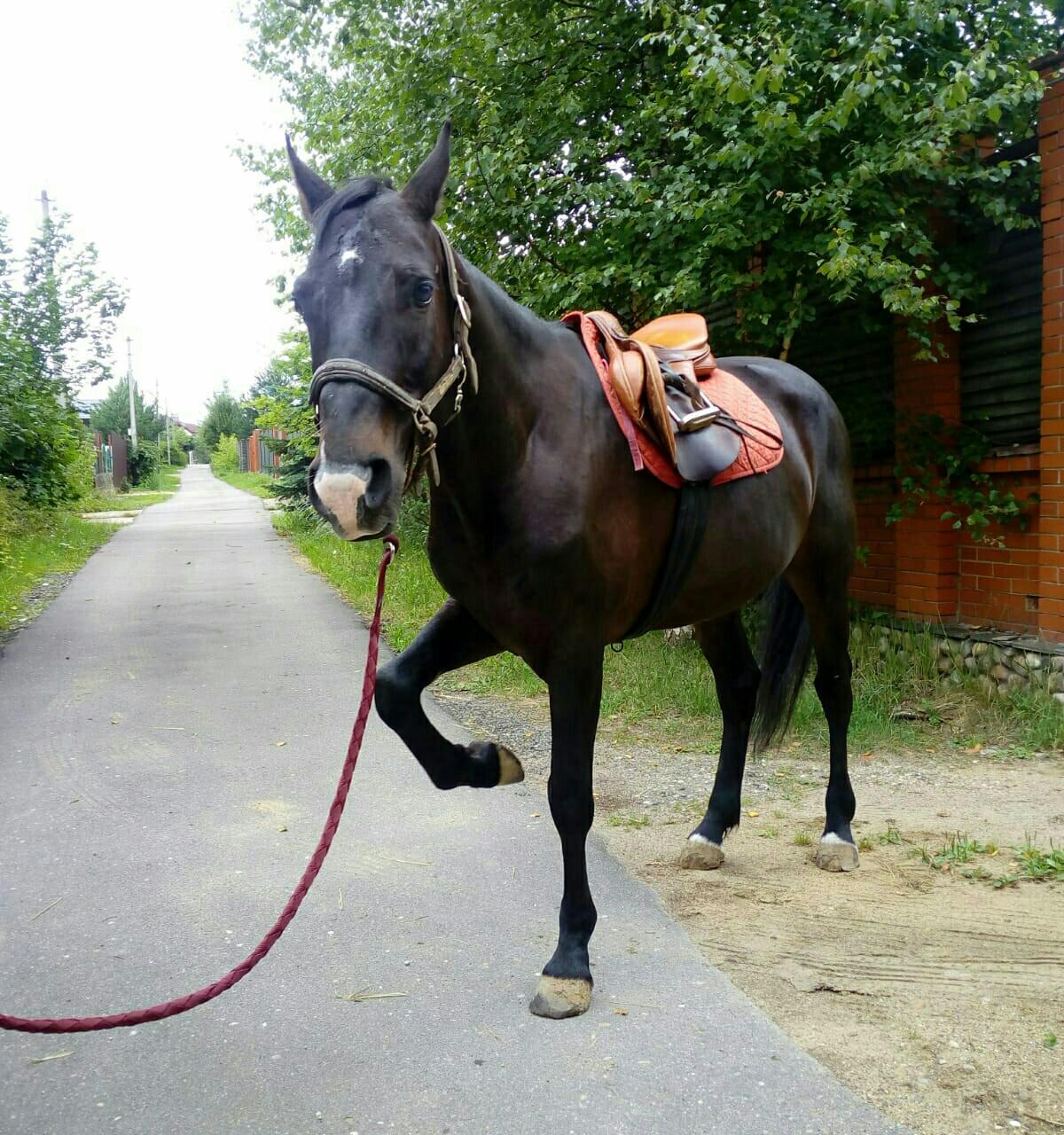 Где Можно Купить Лошадь Недорого В Воронеже