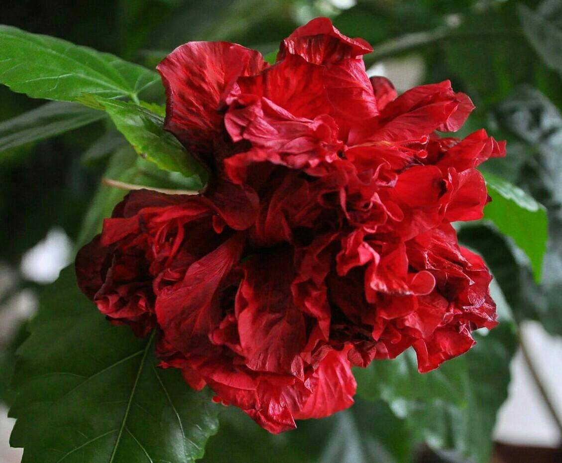 Махровая роза гибискус