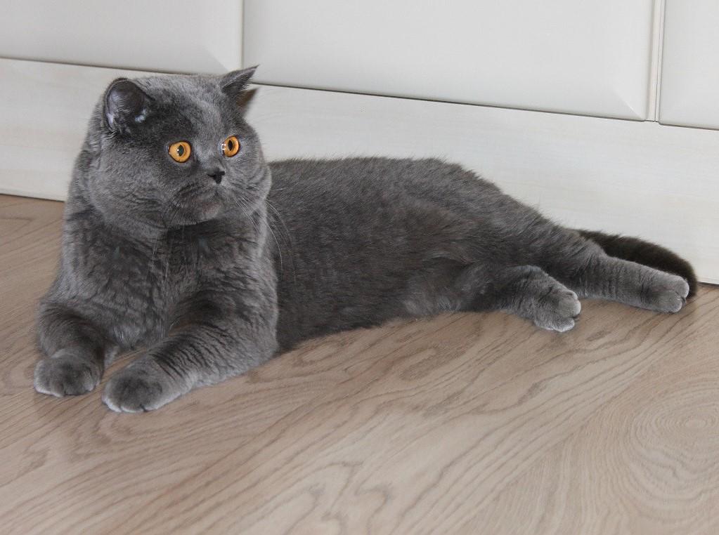 Британская прямоухая кошка фото — Каталог Фото