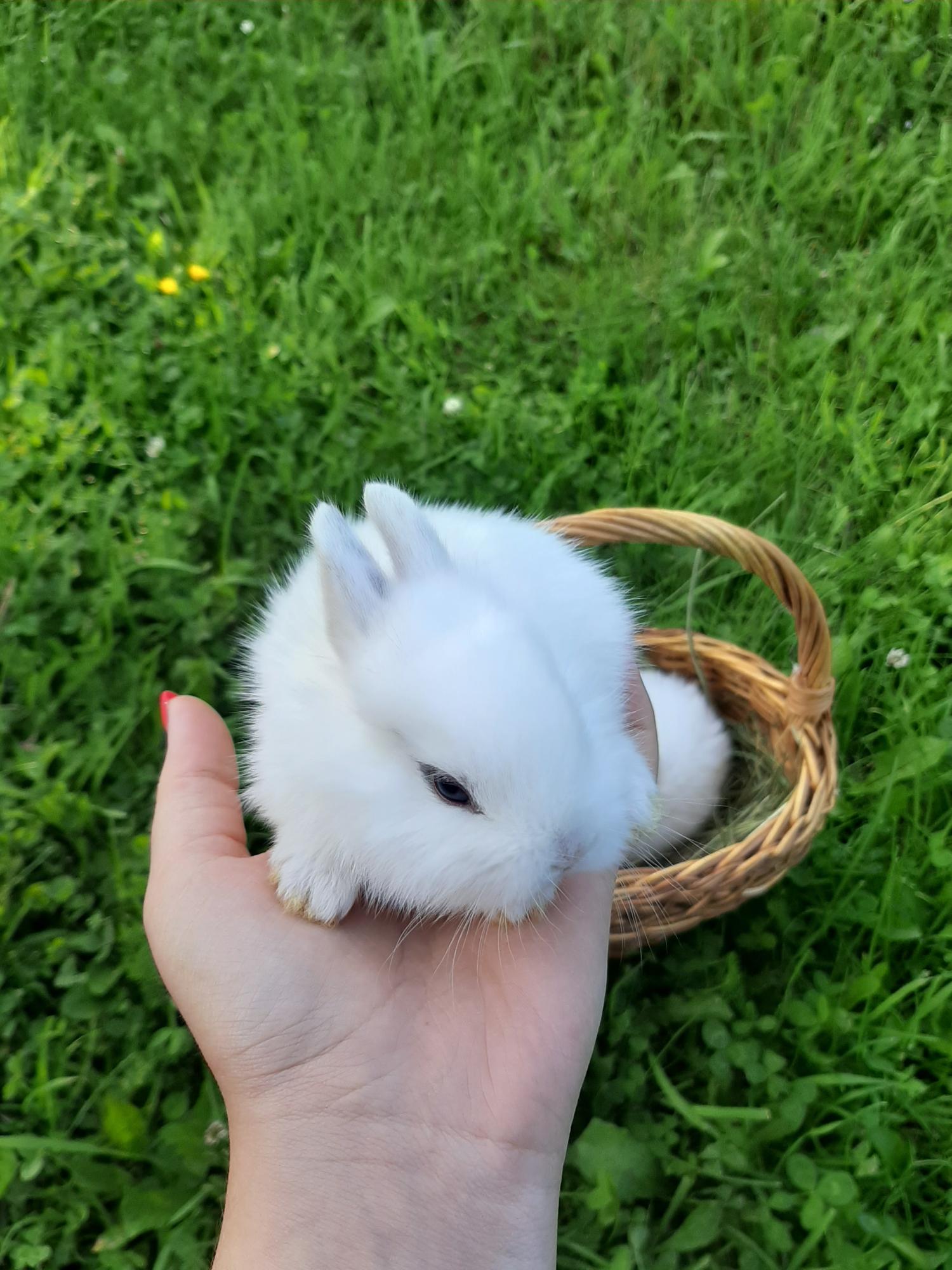 Где Можно Купить Маленького Кролика
