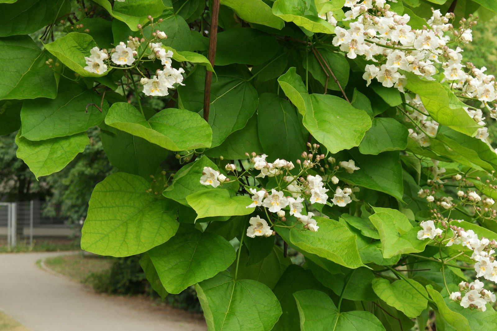 Дерево Катальпа Фото И Описание – Telegraph