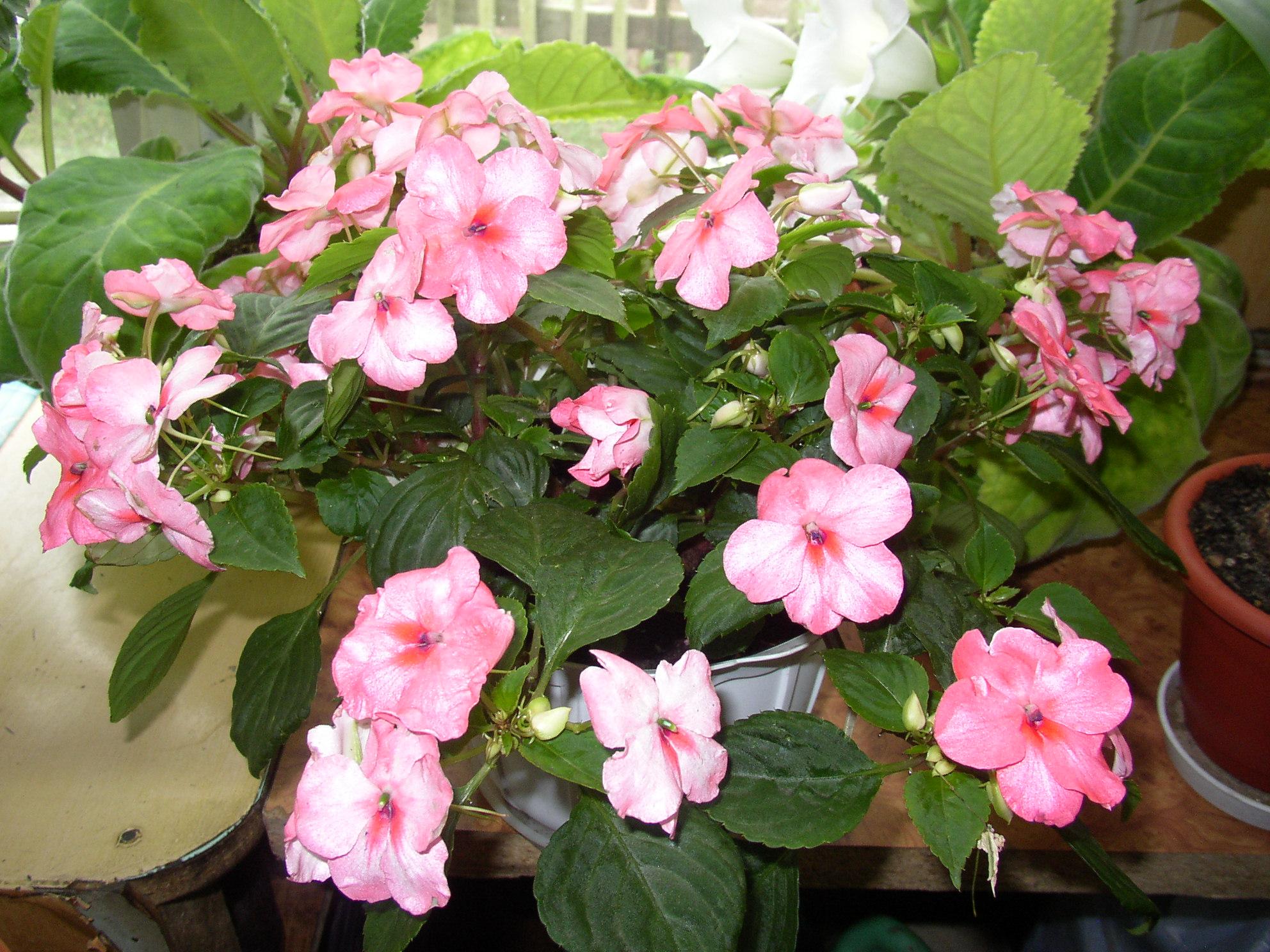 Комнатный Цветок Ванька Мокрый Фото – Telegraph