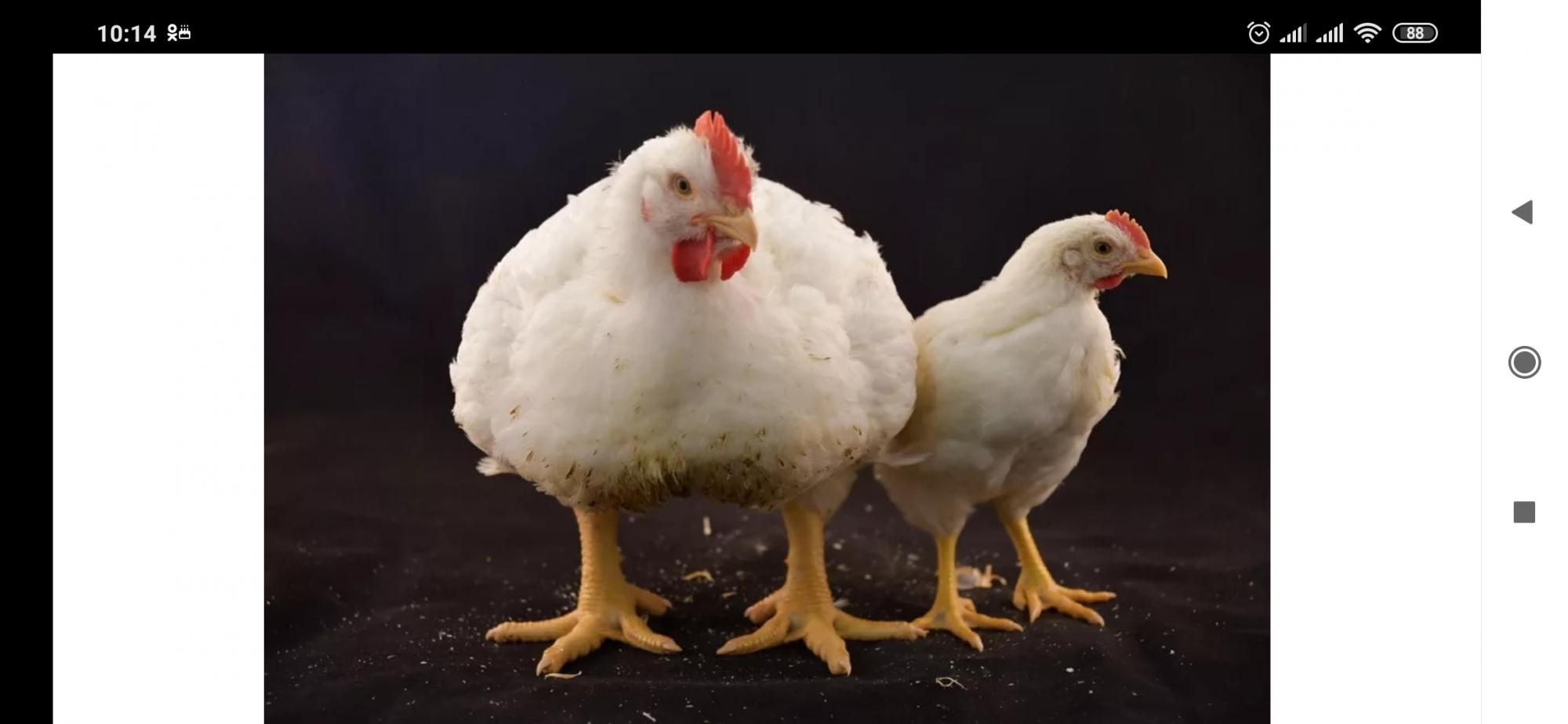породы кур цыплята фото
