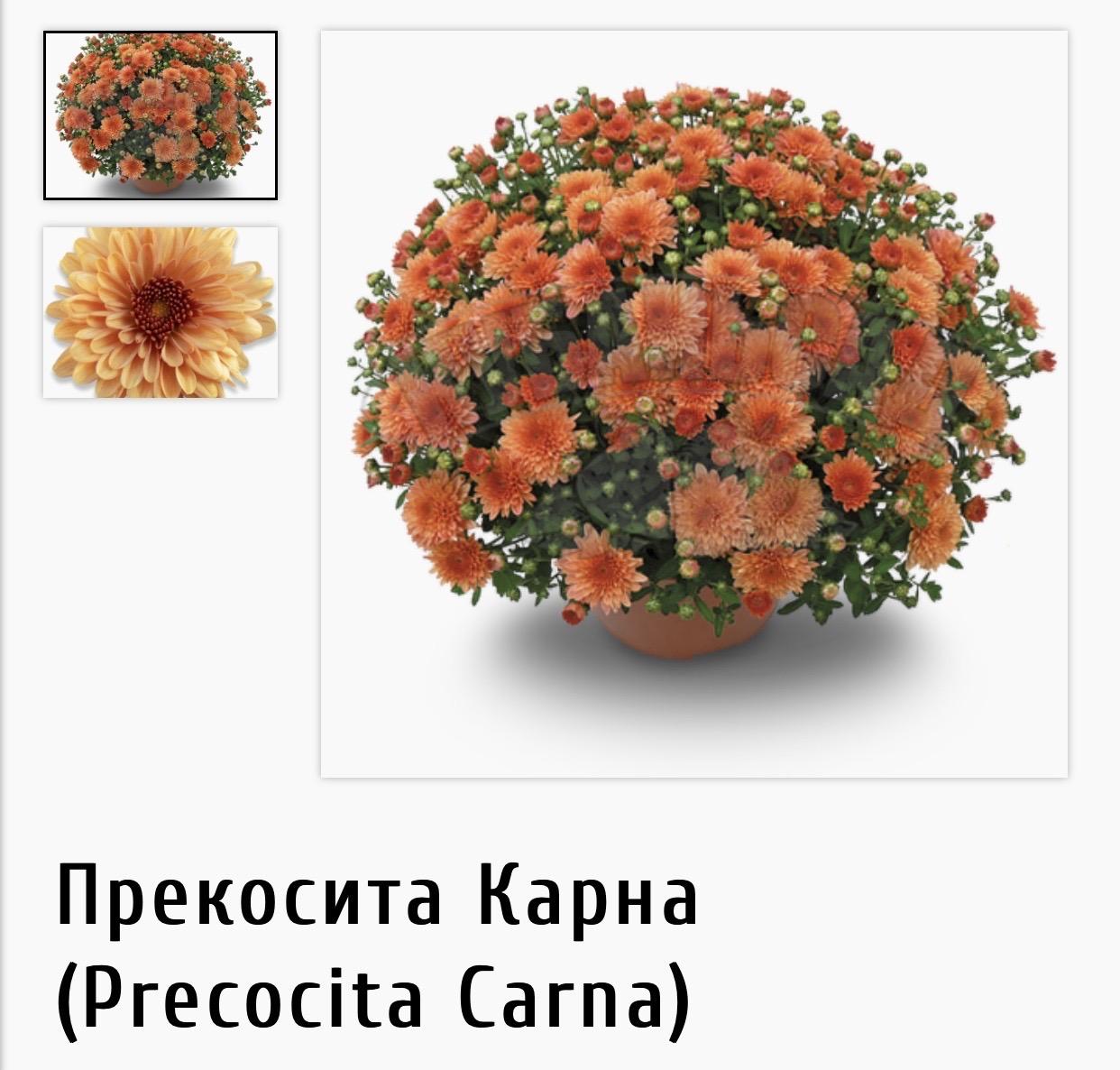 Precocita Хризантема мультифлора