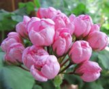 Пеларгония (герань) pink pandora. Фото 1.