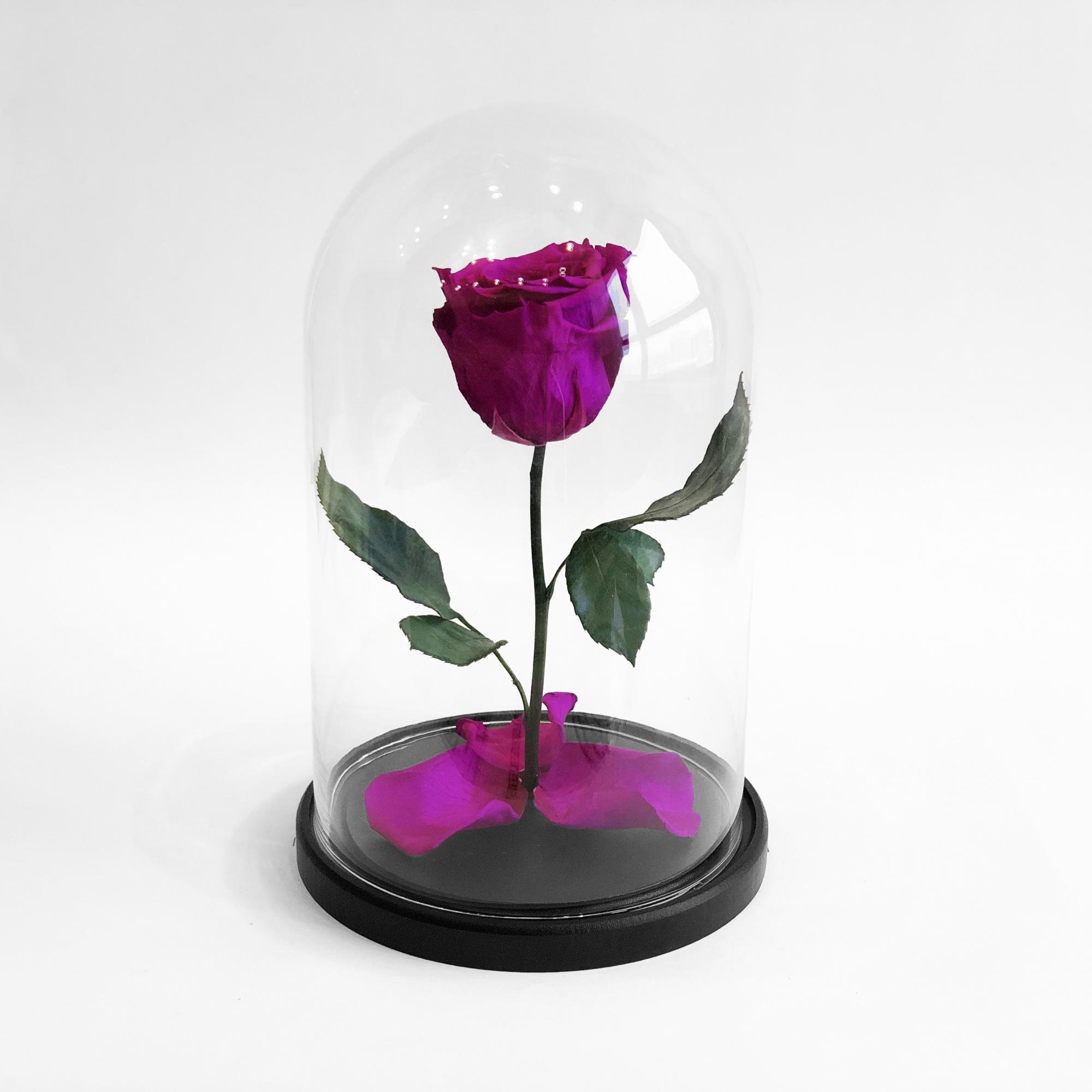 Живая роза в стеклянной колбе