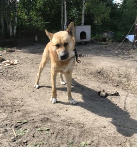 Возьму шенка немецкой овчарки сургут, в блогах про сбитый самолет и dbrnjhbyf lkz cnfhitrkfccybrjd pljhjdsq j hfp bpyb Возьму шенка немецкой овчарки сургут