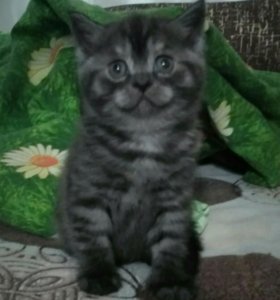 Купить шотландского котенка новочебоксарск, куклы винтажные и старинные где купить и зимний дом ло купить Купить шотландского котенка новочебоксарск