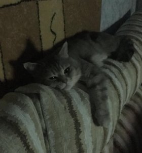 Стрижка кошек в лисках Стрижка кошек в лисках