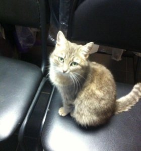 Стрижка кошек в лисках Стрижка кошек в лисках
