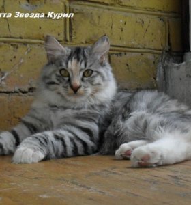 Картинки по запросу кошка