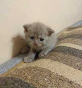 Котенок Купить Фото Белый Авито