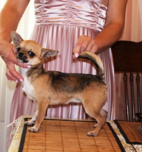 Чихуахуа в 6 месяцев