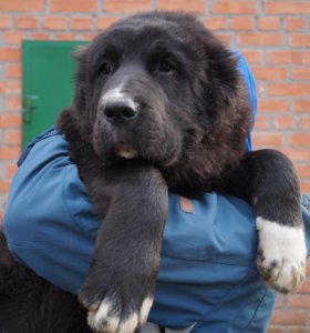 Resultado de imagen para Ñобака Newfoundland пÑобег