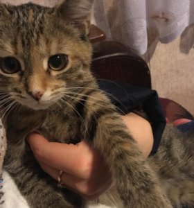Котята в тамбове, сосет туалете вознаграждение