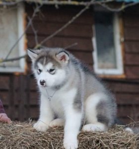 Хаски деревня русская Аляска