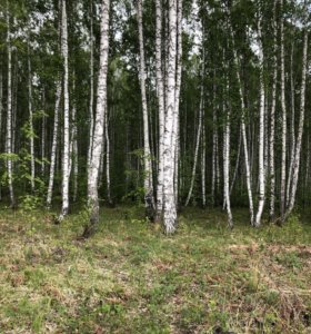 Село роща свердловской. Деревня роща Уярского. Природа Уяр Красноярский край. Деревня роща Красноярский край. Деревня роща Уярский район Красноярский край.