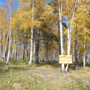 Плишкинский тракт. Плишкинский тракт Иркутск. Плишкинский лес Иркутск. Плишкинский тракт Иркутск 5 км. Природа в п. Плишкино.