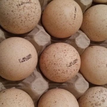 Купить яйцо хайбрид. Инкубационное яйцо индейки Хайбрид. Грейд мейкер инкубационное яйцо. Индюшиное яйцо бронза 708. Инкубационное яйцо индейки Хайбрид конвертер.