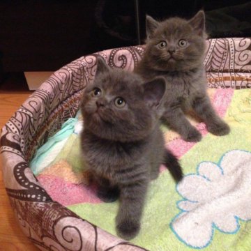 Авито Британские Котята Фото