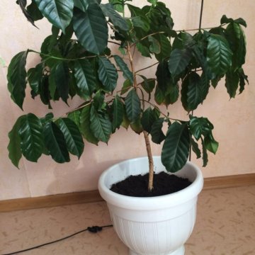 Кофе Растение Комнатное Фото