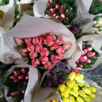 Тюльпаны великий новгород
