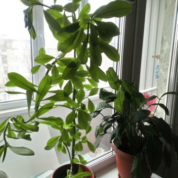 Семейство Молочаевых Комнатные Растения Фото
