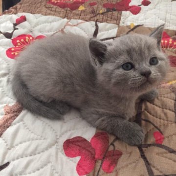 Купить Котенка В Саратове С Фото Авито