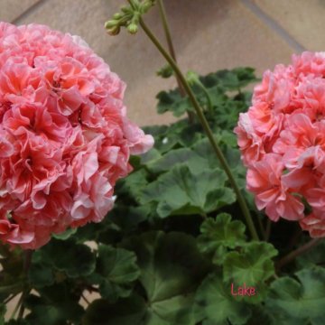 Пеларгония Lake